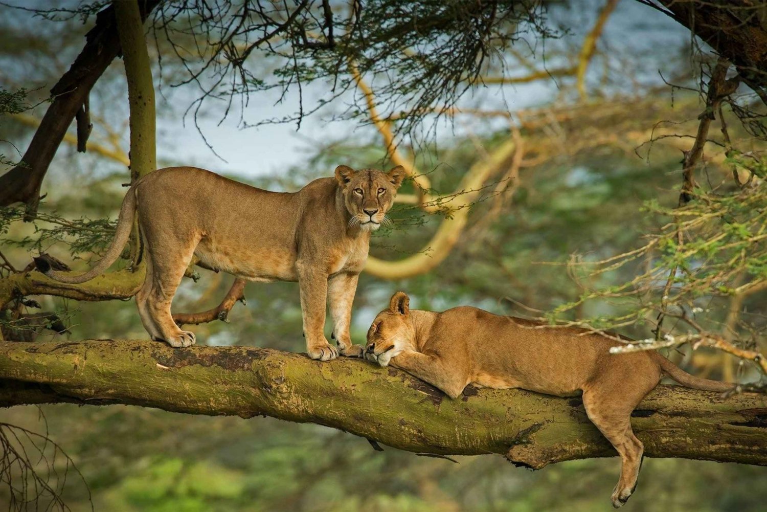 Z Nairobi: 4-dniowe safari Masai Mara i jezioro Nakuru w przystępnej cenie