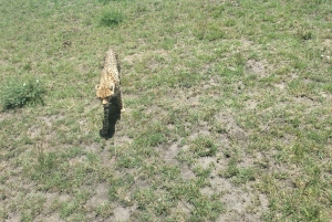 From Nairobi to Masai Mara Reserve & Village visit Day trip