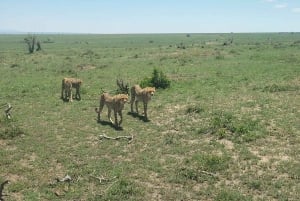 From Nairobi to Masai Mara Reserve & Village visit Day trip