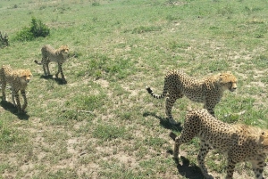 From Nairobi to Masai Mara Reserve & Village visit Day trip