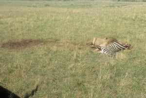 From Nairobi to Masai Mara Reserve & Village visit Day trip