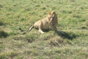 From Nairobi to Masai Mara Reserve & Village visit Day trip