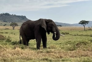 From Nairobi to Masai Mara Reserve & Village visit Day trip