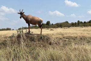 From Nairobi to Masai Mara Reserve & Village visit Day trip