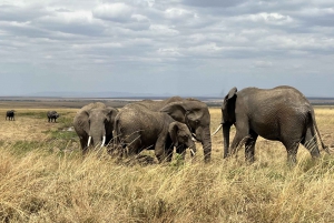 From Nairobi to Masai Mara Reserve & Village visit Day trip