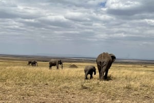 From Nairobi to Masai Mara Reserve & Village visit Day trip