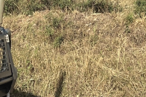 From Nairobi to Masai Mara Reserve & Village visit Day trip