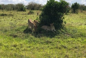 From Nairobi to Masai Mara Reserve & Village visit Day trip