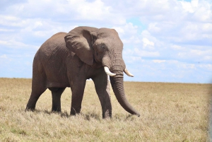 From Nairobi to Masai Mara Reserve & Village visit Day trip