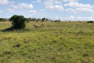 From Nairobi to Masai Mara Reserve & Village visit Day trip