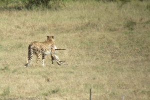From Nairobi to Masai Mara Reserve & Village visit Day trip