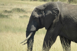 From Nairobi to Masai Mara Reserve & Village visit Day trip
