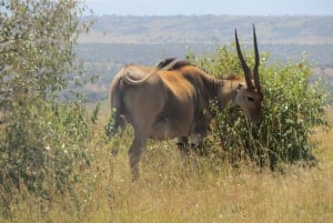 From Nairobi to Masai Mara Reserve & Village visit Day trip