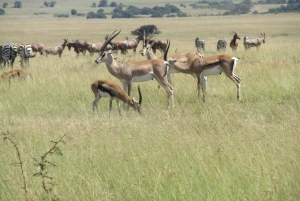 From Nairobi to Masai Mara Reserve & Village visit Day trip