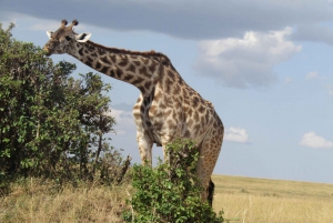 From Nairobi to Masai Mara Reserve & Village visit Day trip