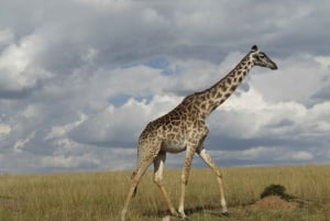 From Nairobi to Masai Mara Reserve & Village visit Day trip