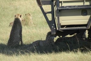 From Nairobi to Masai Mara Reserve & Village visit Day trip