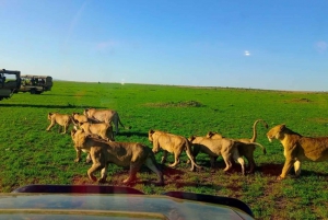 From Nairobi to Masai Mara Reserve & Village visit Day trip