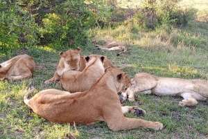From Nairobi to Masai Mara Reserve & Village visit Day trip