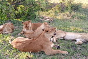 From Nairobi to Masai Mara Reserve & Village visit Day trip