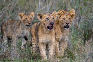 Masai Mara National Reserve Group Joining Safari