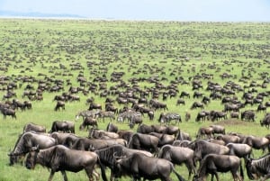 Masai Mara: 4-dagers safari med gnuer på den store vandringen
