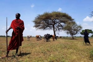 TOUR DI UN GIORNO DELL'ESPERIENZA CULTURALE DEL VILLAGGIO MASAI.