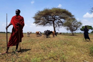 TOUR DI UN GIORNO DELL'ESPERIENZA CULTURALE DEL VILLAGGIO MASAI.