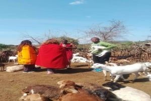 Masai Village Experience (Day trip)