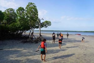 Aventura na floresta de mangais de Mida Creek com observação de aves