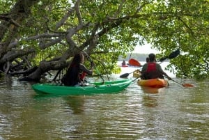 Mida Creek Mangrove Forest Adventure with Birdwatching