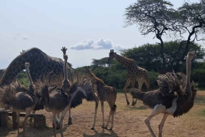 Pueblo Mijikenda y santuario de vida silvestre Nguuni