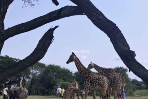 Pueblo Mijikenda y santuario de vida silvestre Nguuni