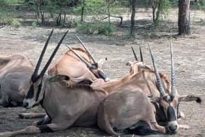 Pueblo Mijikenda y santuario de vida silvestre Nguuni