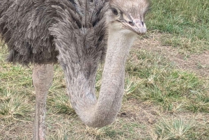 Pueblo Mijikenda y santuario de vida silvestre Nguuni