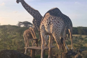 Pueblo Mijikenda y santuario de vida silvestre Nguuni