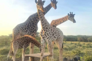 Pueblo Mijikenda y santuario de vida silvestre Nguuni