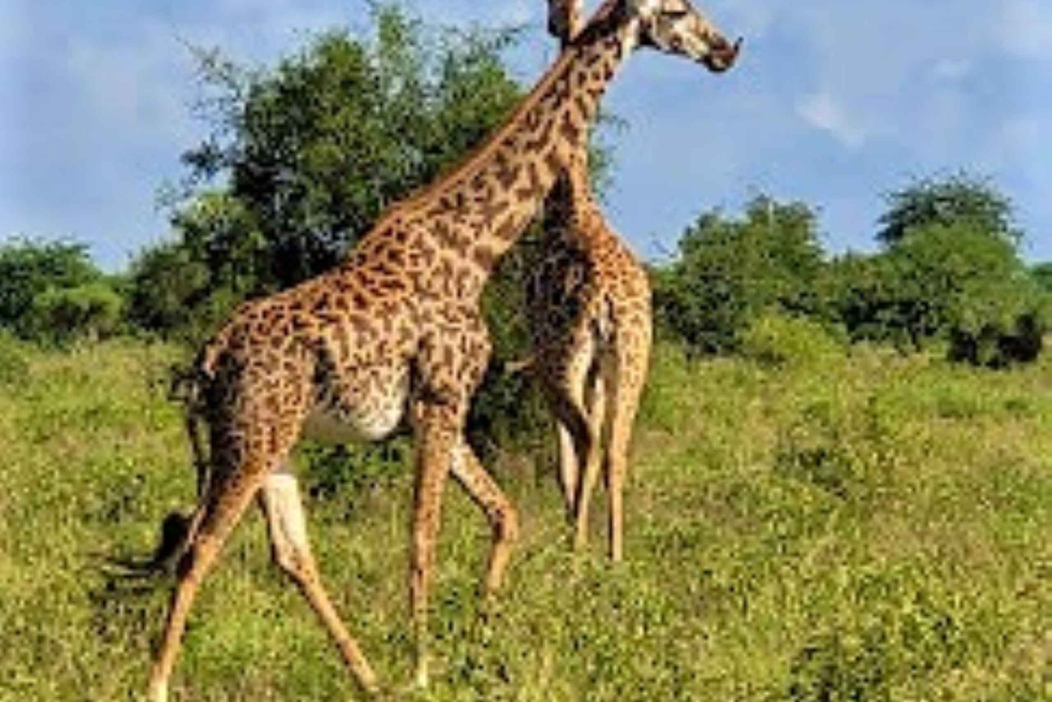 Mombasa: 2-dages safari til Taita Hills Vildtreservat