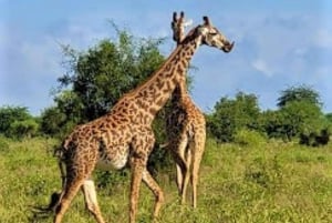 Mombasa: 2-daagse safari naar Taita Hills wildreservaat