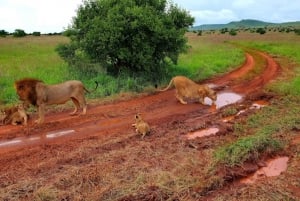 Mombasa: 2-daagse safari naar Taita Hills wildreservaat