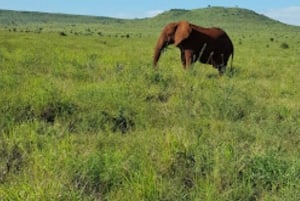 Mombasa: 2-daagse safari naar Taita Hills wildreservaat