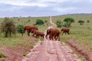 Mombasa: 2-dages safari til Taita Hills Vildtreservat