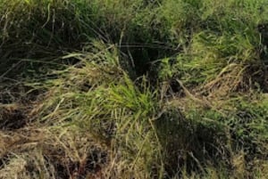 Mombasa: 2-dages safari til Taita Hills Vildtreservat