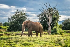 Mombasa: 2-Day Tsavo East & Ngutuni Wildlife Photo Safari