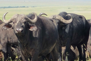 Mombasa: Safari de 3 días por Tsavo Este y Oeste con alojamiento