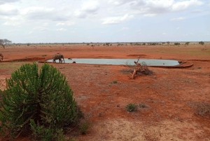 Mombasa: Safari de 3 días por Tsavo Este y Oeste con alojamiento