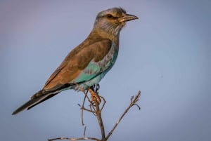 Mombasa: 3-Day Tsavo East and West Safari with Accommodation