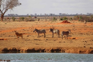 Mombasa: 4-Day Safari to Tsavo East, Tsavo West & Amboseli