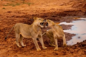 Mombasa: 4-Day Safari to Tsavo East, Tsavo West & Amboseli
