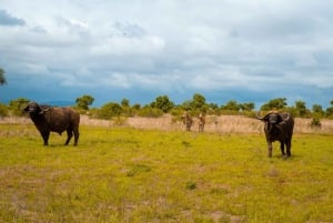 Mombasa: 4-Day Safari to Tsavo East, Tsavo West & Amboseli